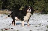 CAVALIER KING CHARLES 552